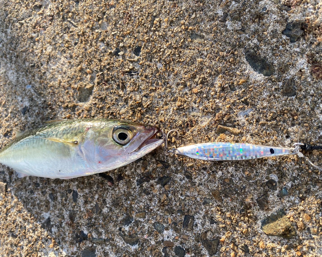 まさかのカワハギ