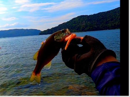 真夏のロックエリア