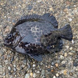 え？イシガキダイ？