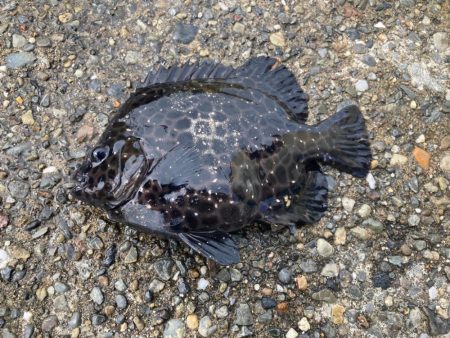 え？イシガキダイ？