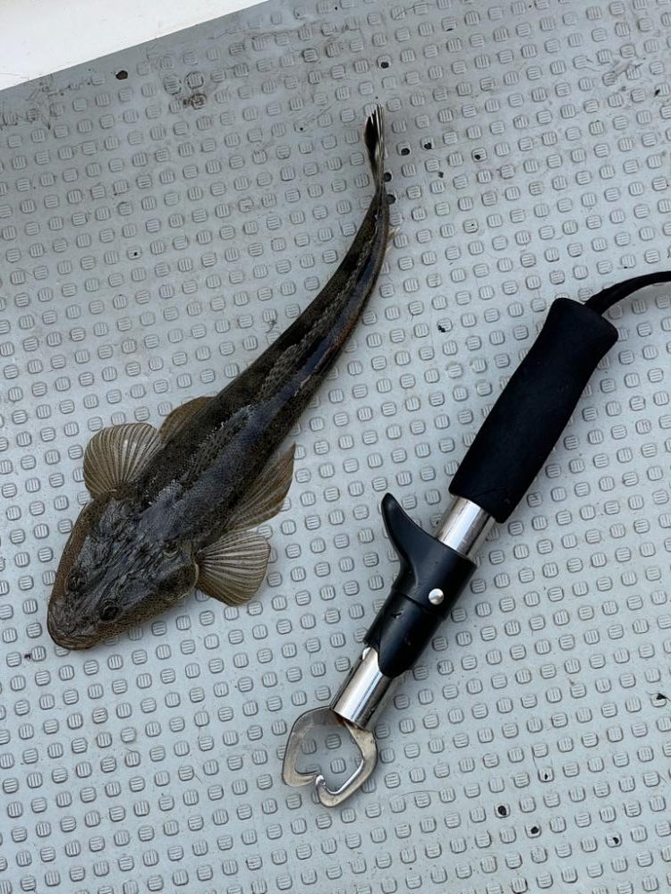 東京湾、マゴチルアー