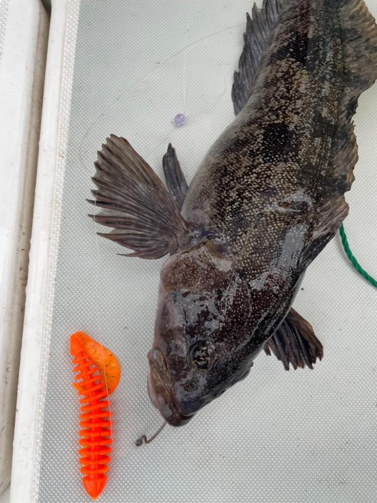 久しぶりのオフショア釣行！