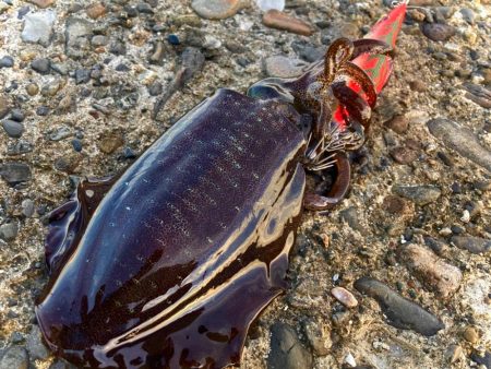 渋くてもスクイッドジャンキーなら…にゃ！