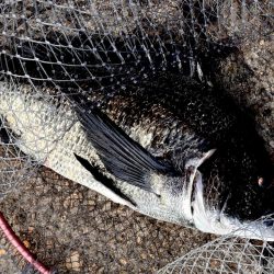 夕方のヘチ釣り