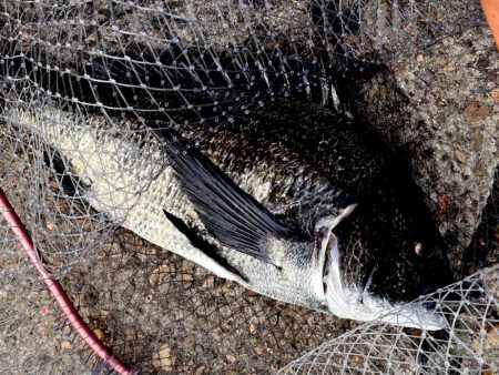 夕方のヘチ釣り