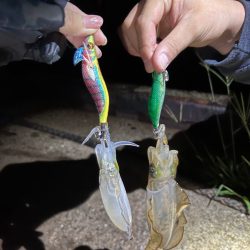 新子の時期みたいです♪