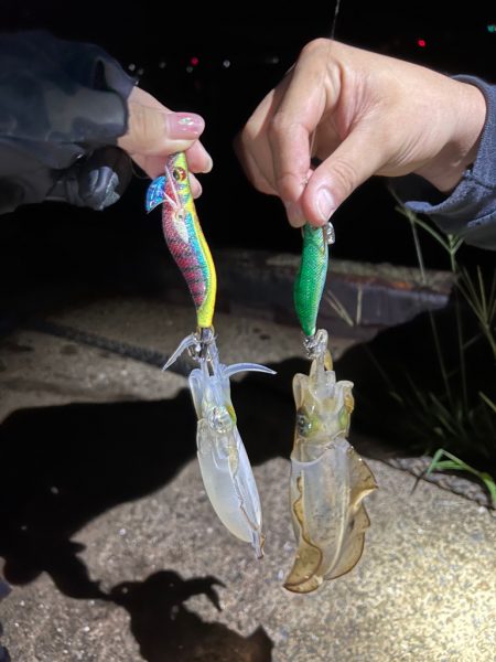 新子の時期みたいです♪