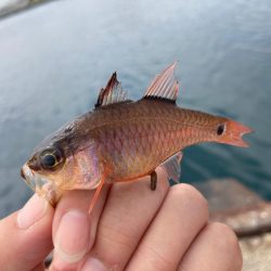 なかなか釣れない！