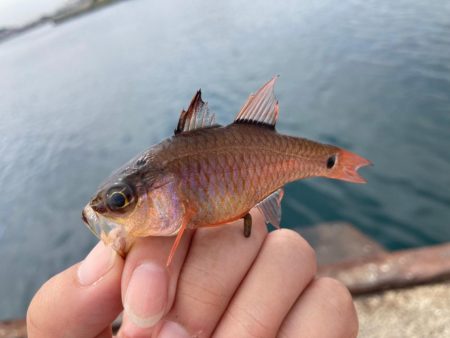 なかなか釣れない！