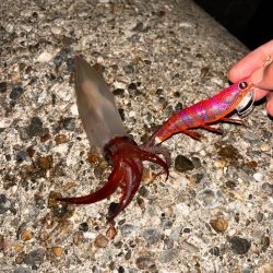 ナイトエギング