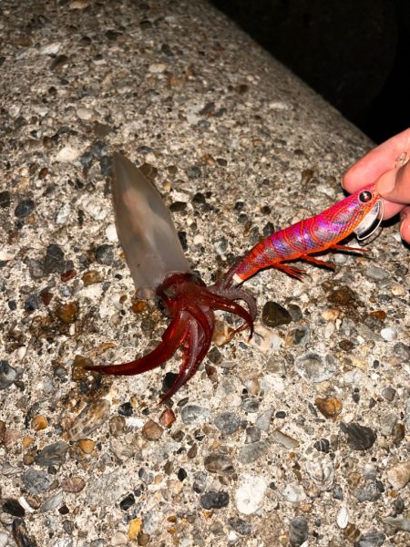 ナイトエギング