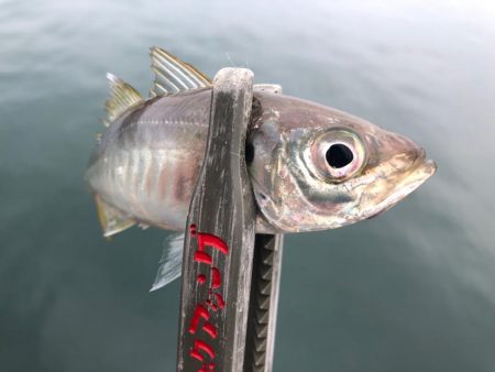雨予報だったじゃん