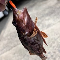 ゆるっとナイトアジングにっ