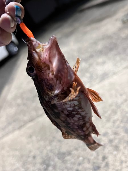 ゆるっとナイトアジングにっ