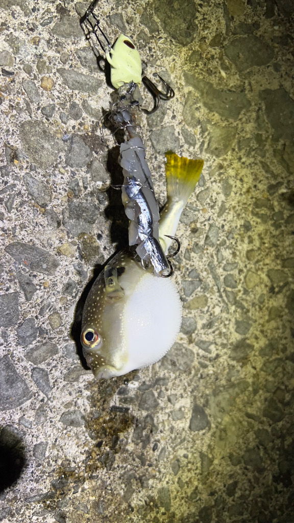 和歌山太刀魚調査