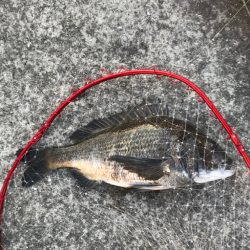 サイズアップ！