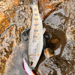 渓流リベンジ！