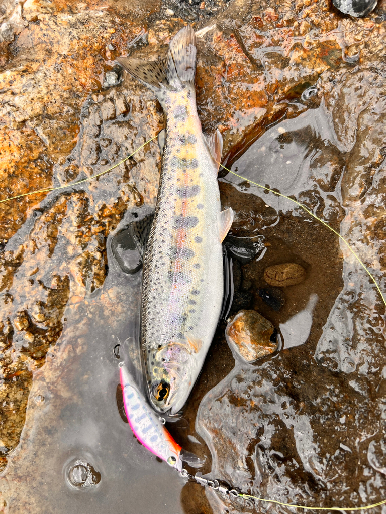 渓流リベンジ！