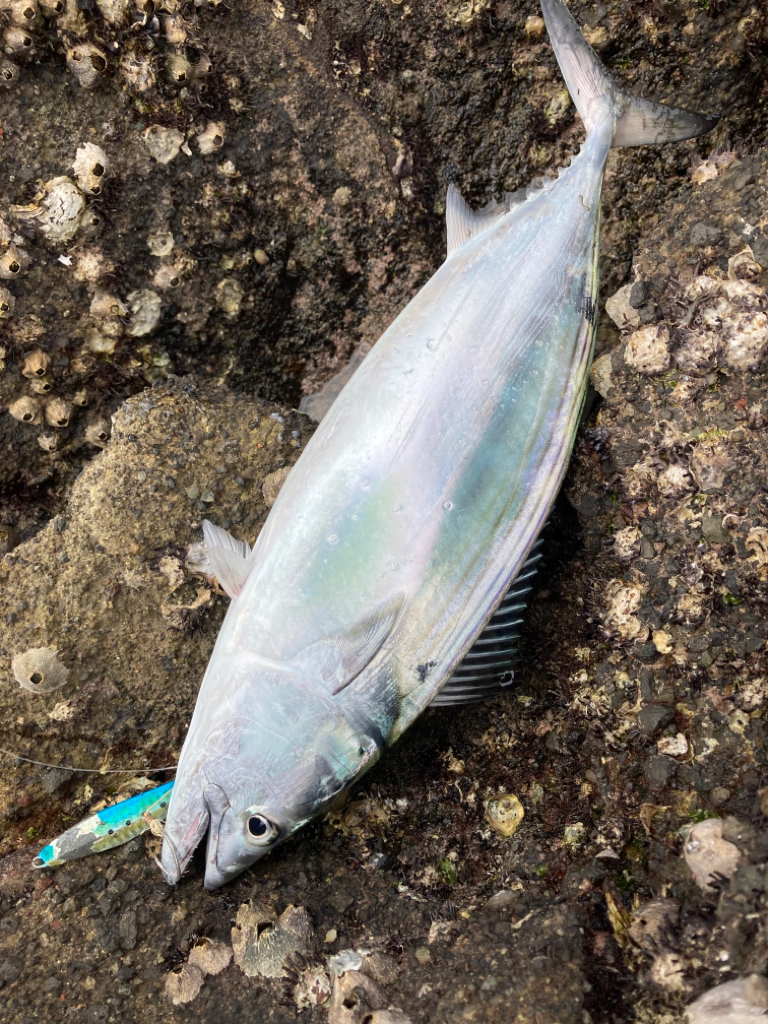 ショアジギング青物