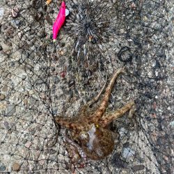 ショアジギングの合間