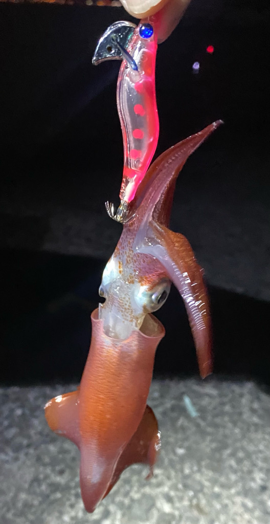 イカ イカ イカ