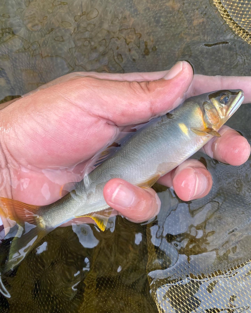 有田川鮎釣り釣行