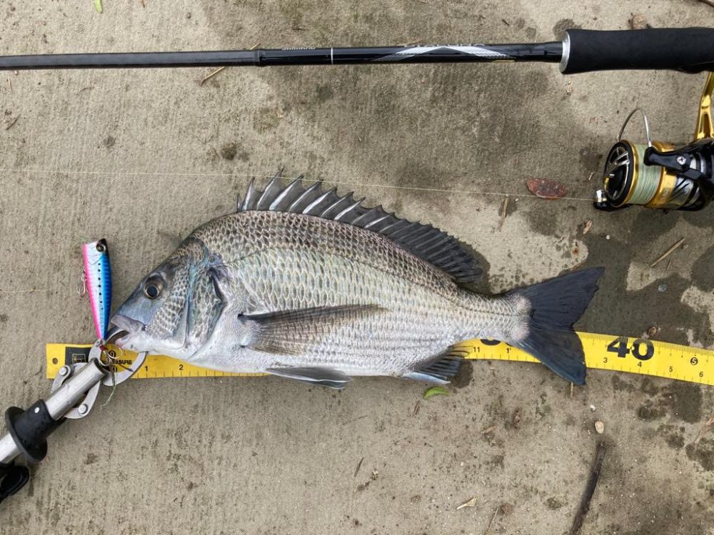 トップチヌはサイコー