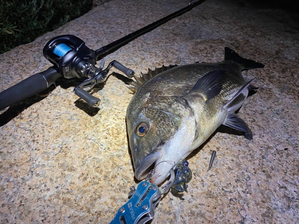 淀川ブリームゲーム ランカーまでもう少し