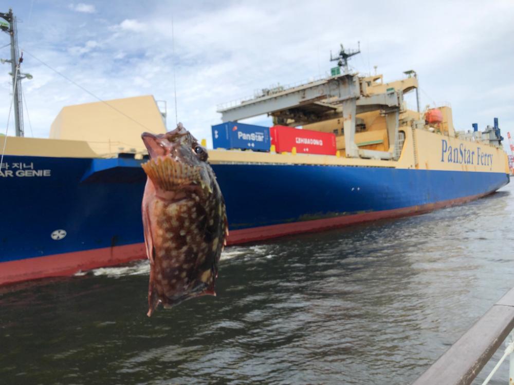 青イソメで根魚