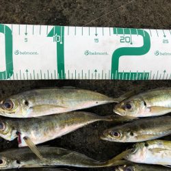 2022 佐渡ヶ島ライトゲーム＆エギング