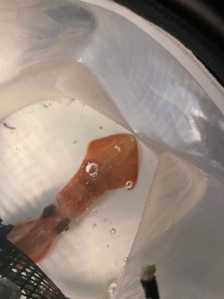 いろいろ五目釣り