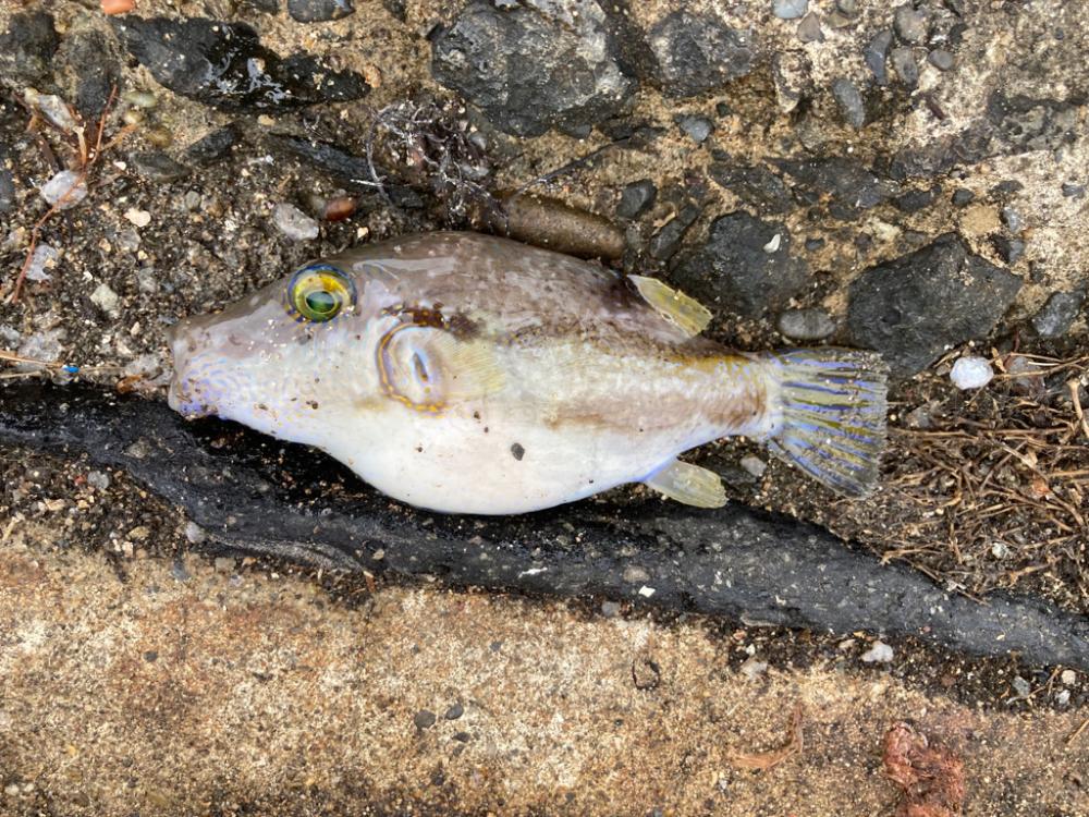 カサゴかと思ったら!?