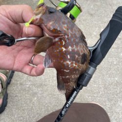 湾奥ライトゲーム！