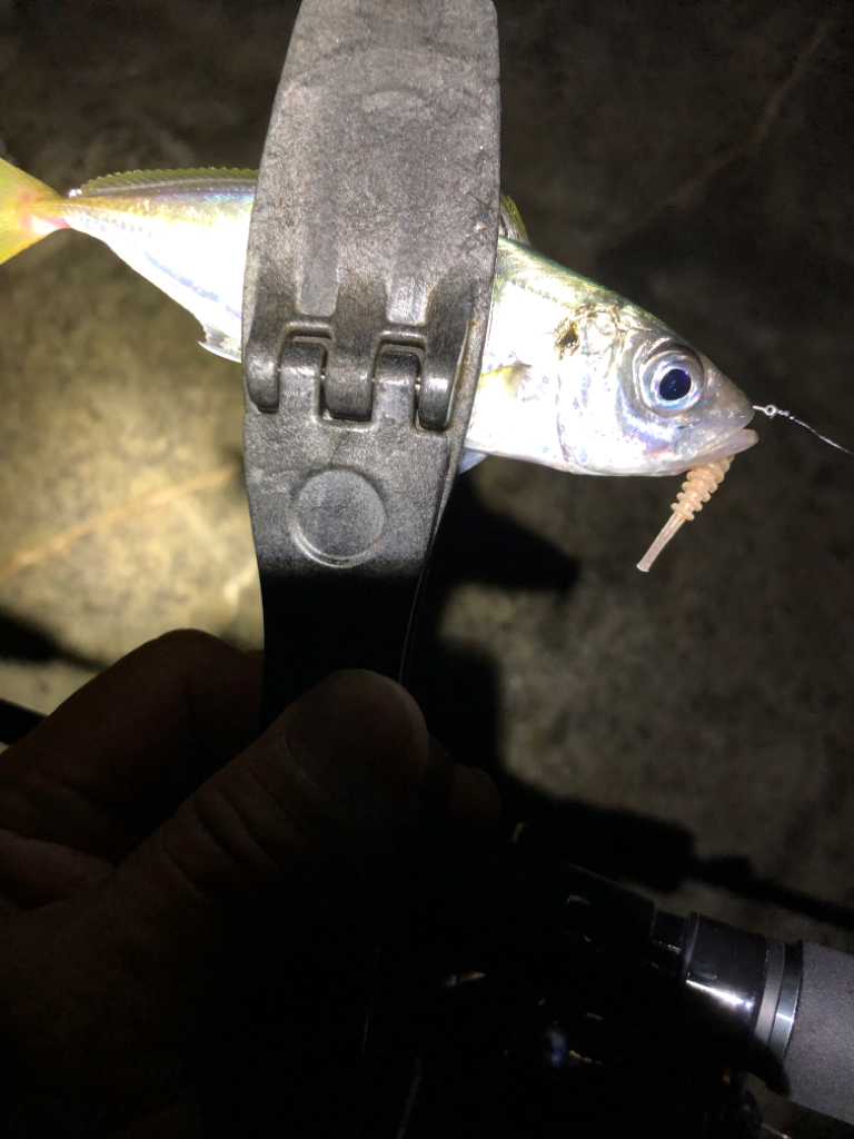 2022 佐渡ヶ島ライトゲーム