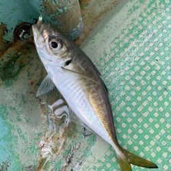 アジ釣るのは苦手です。