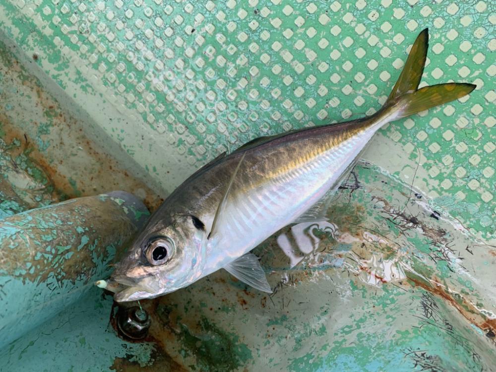 アジ釣るのは苦手です。