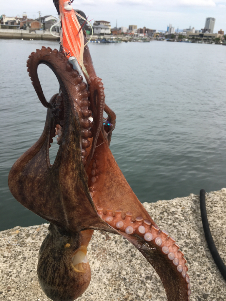 久しぶりに釣れた!