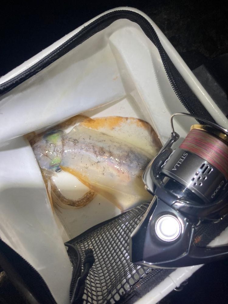 久しぶりのエギング