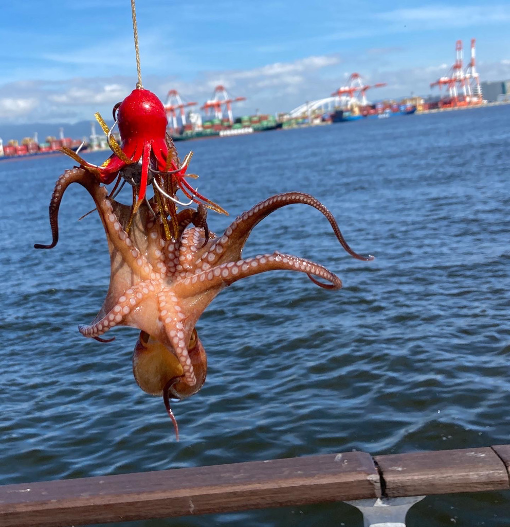 湾奥コスモ蛸ゲーム。何とか2杯。。