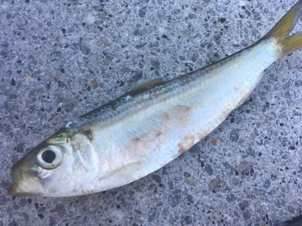 ファミリーフィッシング　イン　サマー