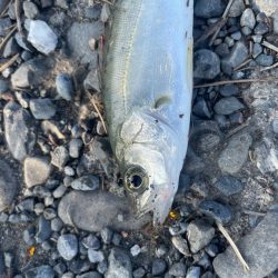 帰省先での釣行