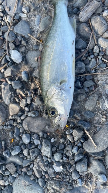 帰省先での釣行