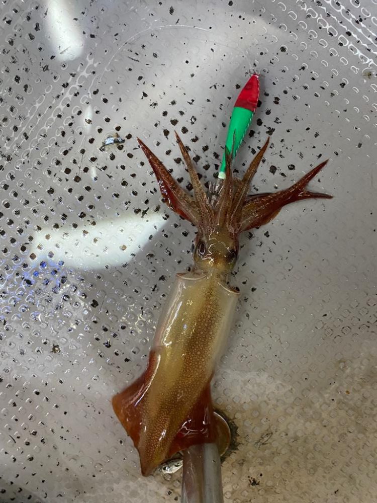 小浜でイカメタル