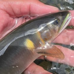 一ツ瀬川釣行