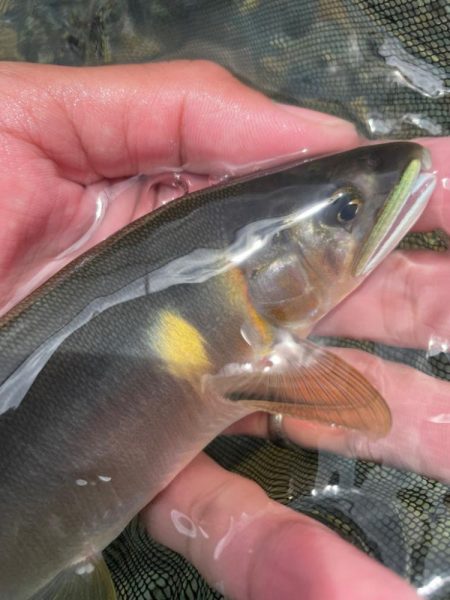 一ツ瀬川釣行