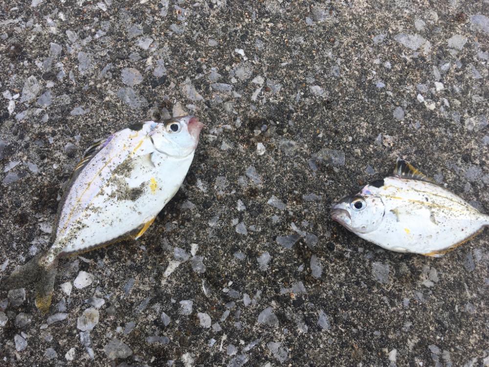 柊　柊　柊　柊