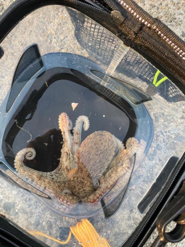 タコリベンジ大成功