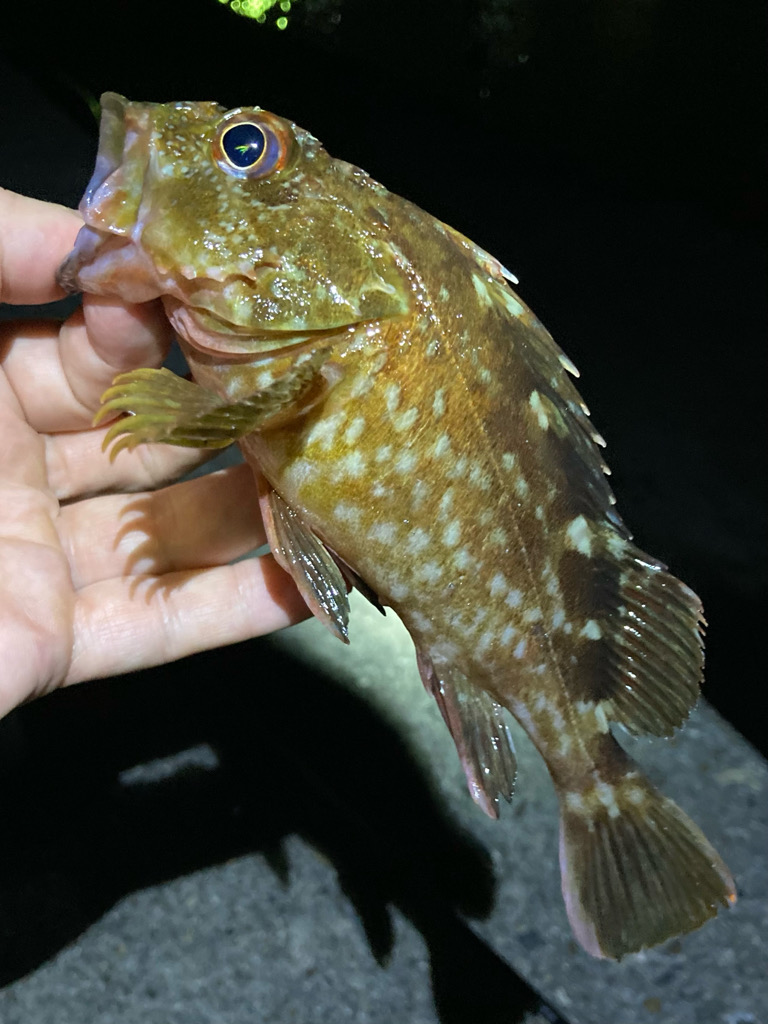 ボトムでガシラ