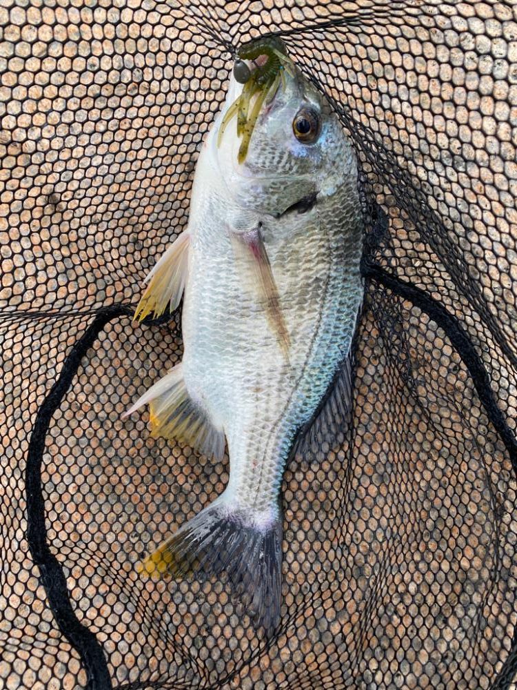 昼の淀川チニング