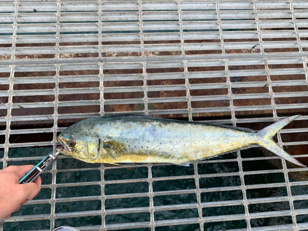 まだまだ釣れてます！